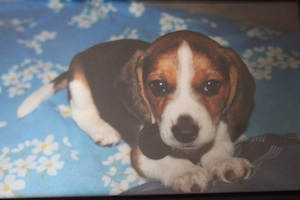 Tela as a tiny puppy